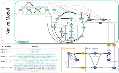 Topological Analysis of the Carbon-Concentrating CETCH Cycle and a Photorespiratory Bypass Reveals Boosted CO2-Sequestration by Plants